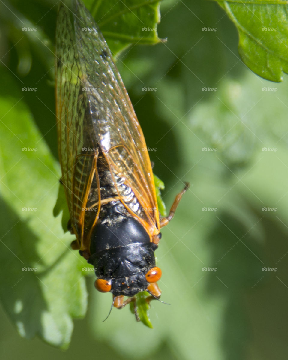 Seventeen year cicada on a leaf