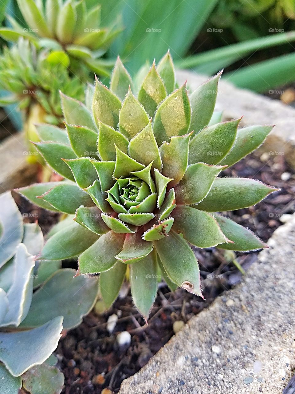 hens and chicks succulent
