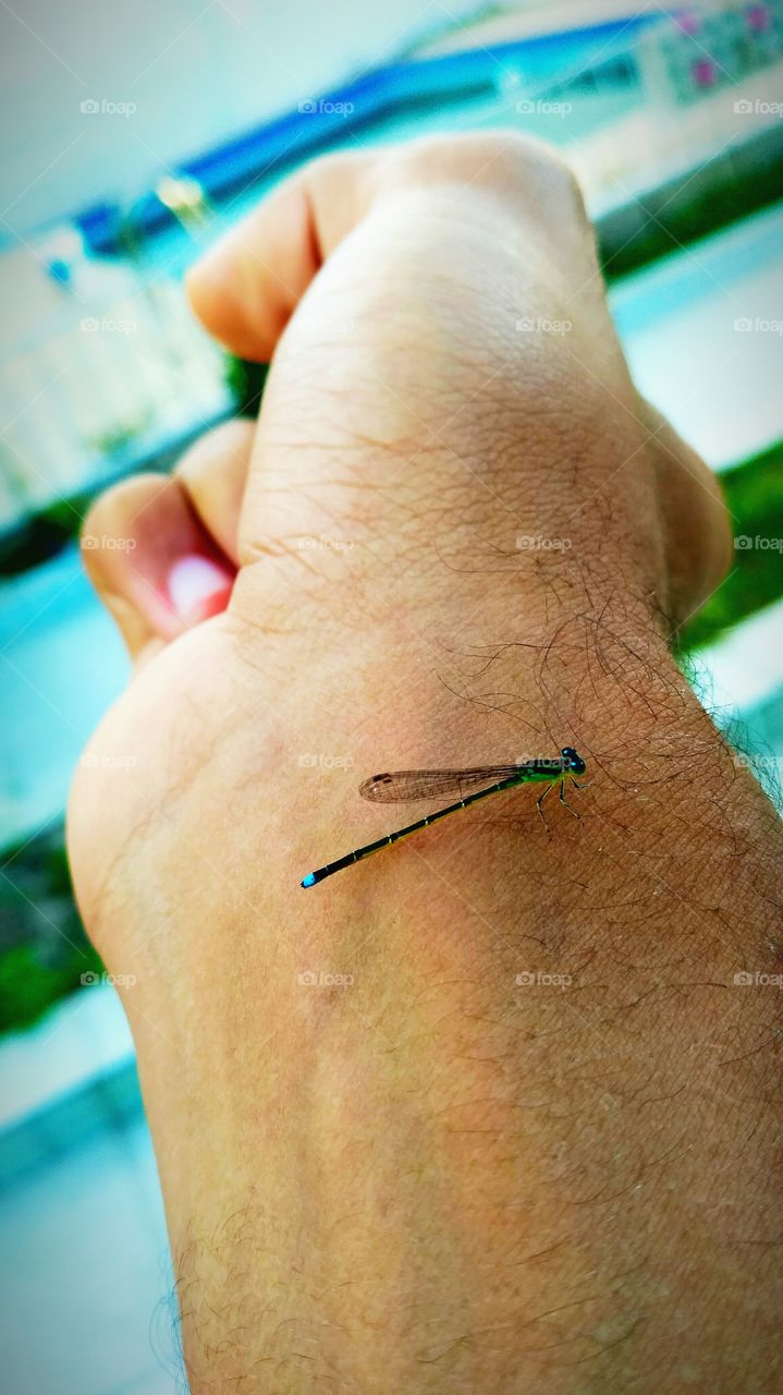 small dragonfly, bigger hand.