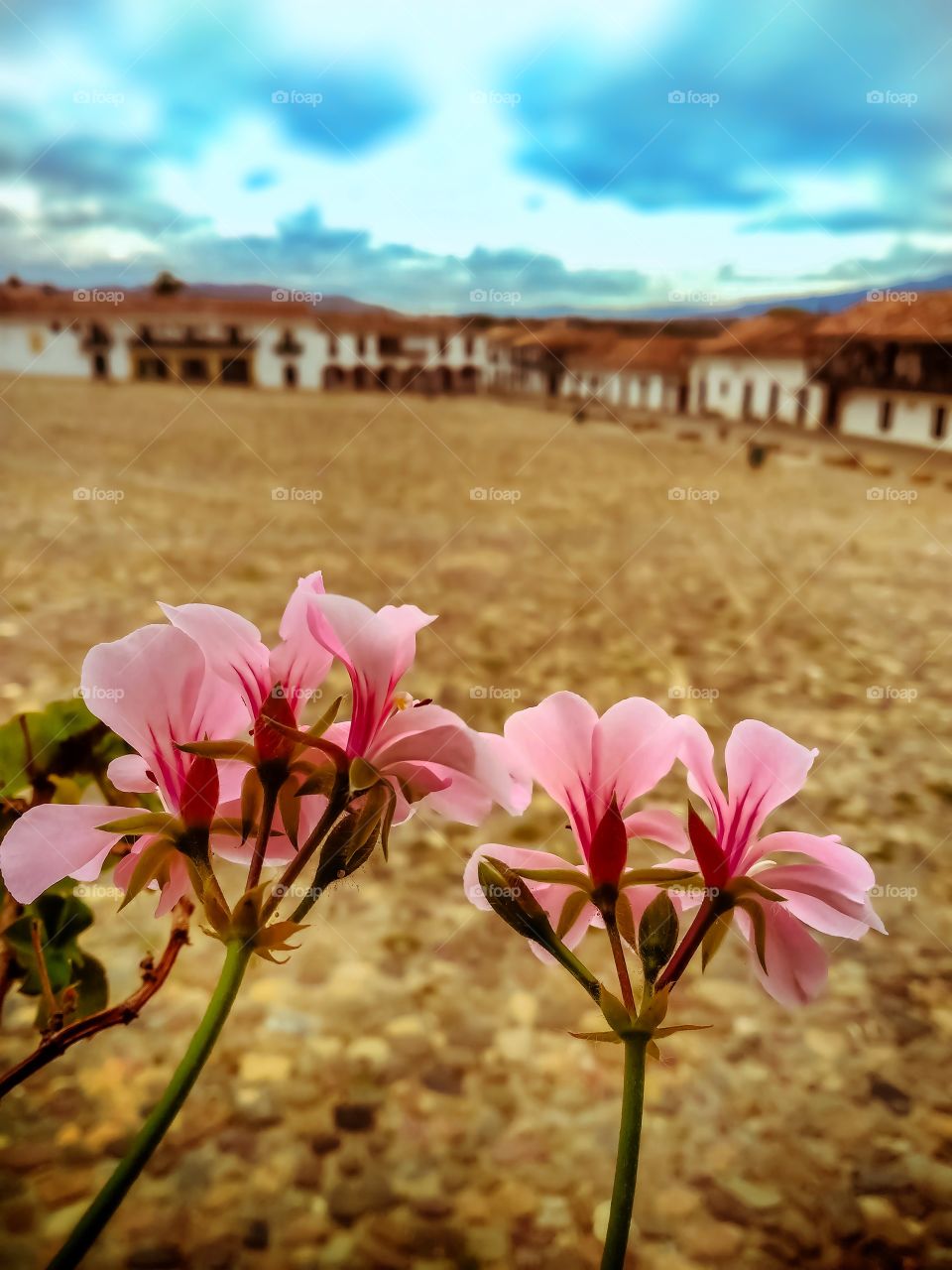 Pink flowers. Flores rosadas sobre la plaza principal de Villa de Leyva, Boyacá, Colombia durante la cuarentena en mayo 2020 con casas al fondo