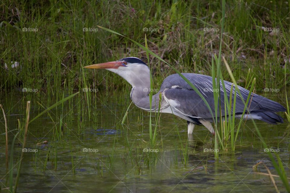 Side view of heron