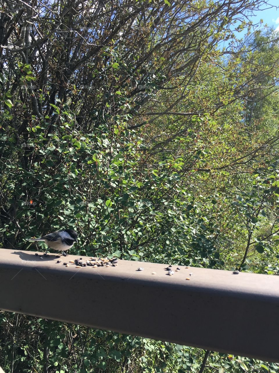 Tree, Nature, Wood, Bird, Landscape