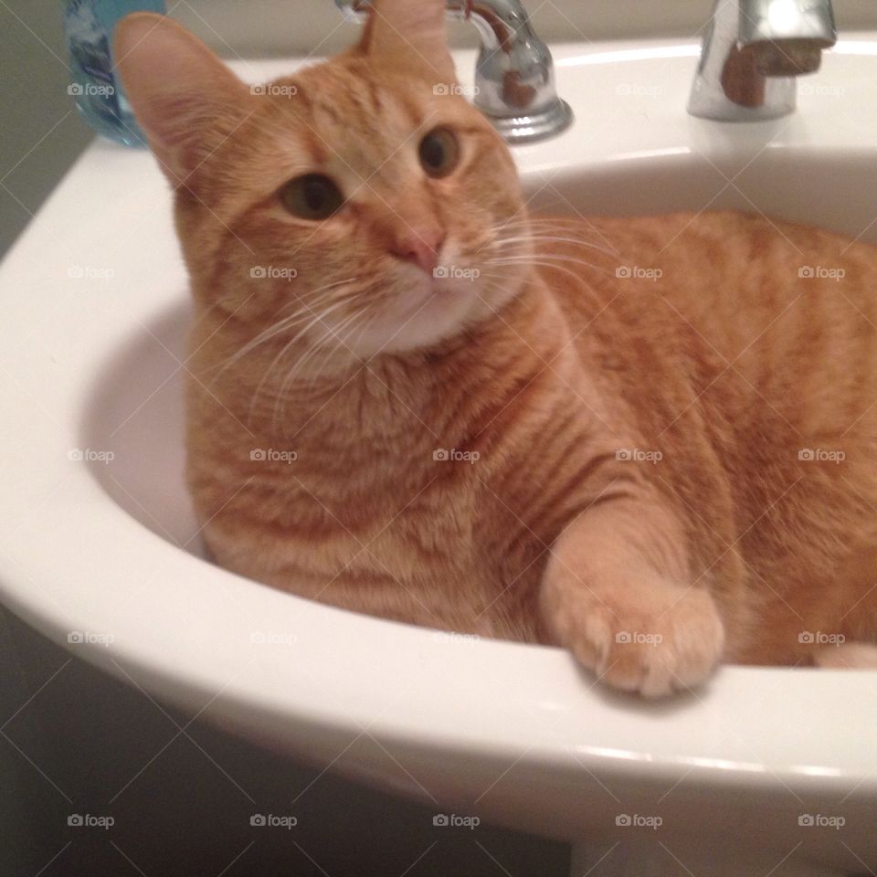 Silly kitty. Kitty in the sink