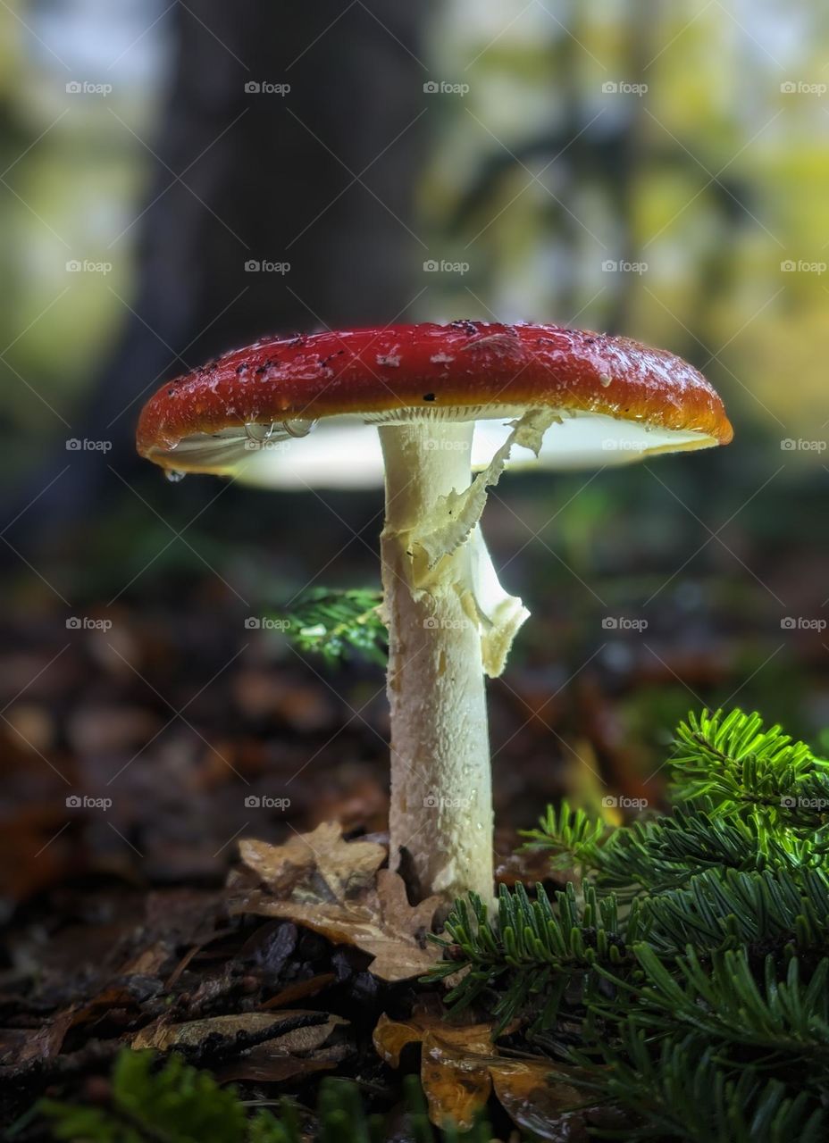 Amanita muscaria in the spotlight