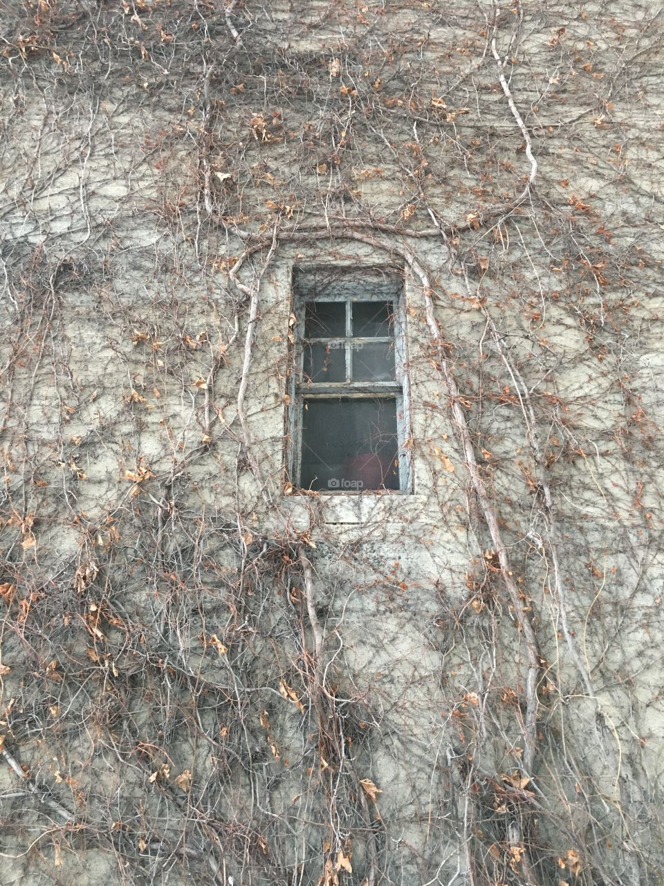 Window and ivy