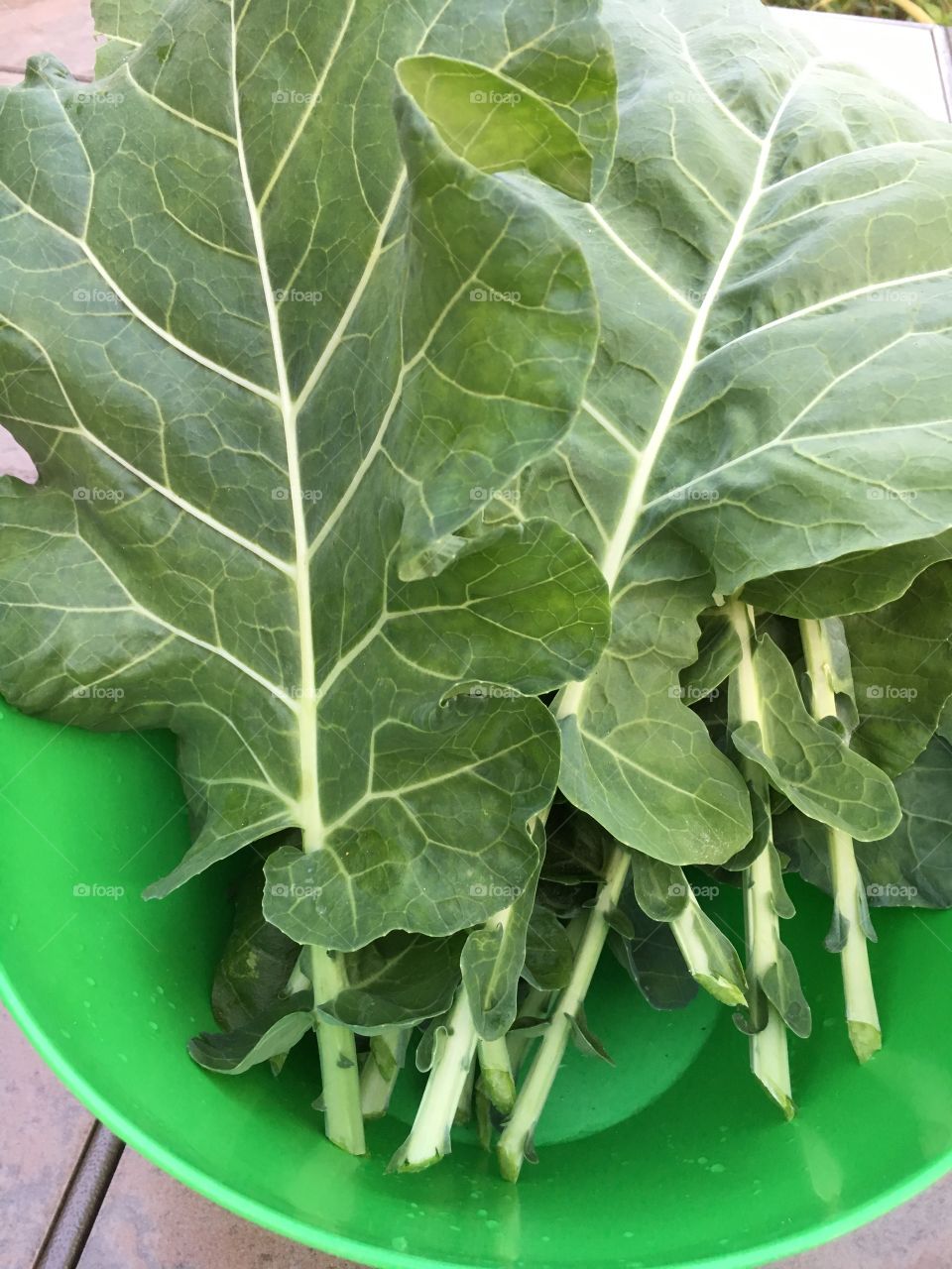 Fresh Collard Greens Harvested from the Home Garden