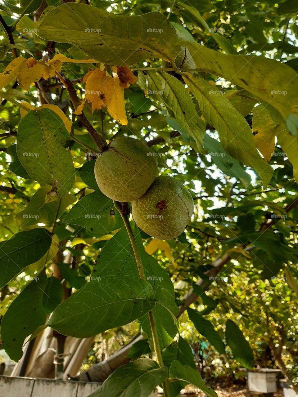 two walnuts grow on a tree