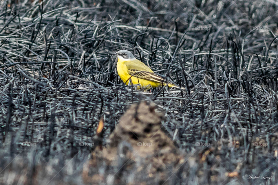 Yellow bird 