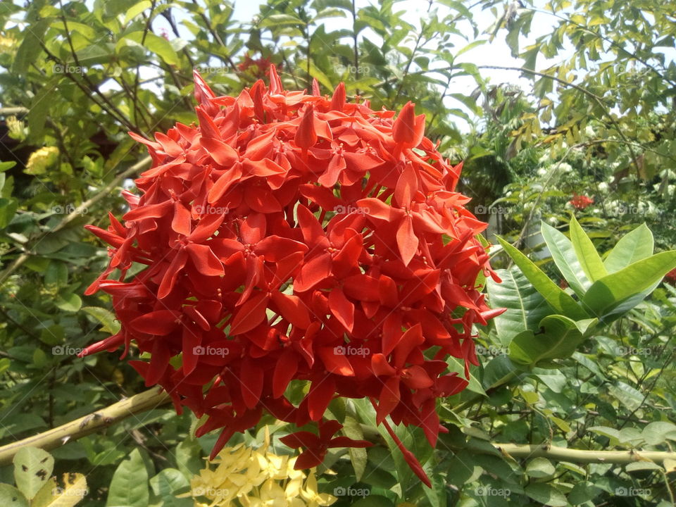 Nature, Flora, Leaf, Garden, Flower