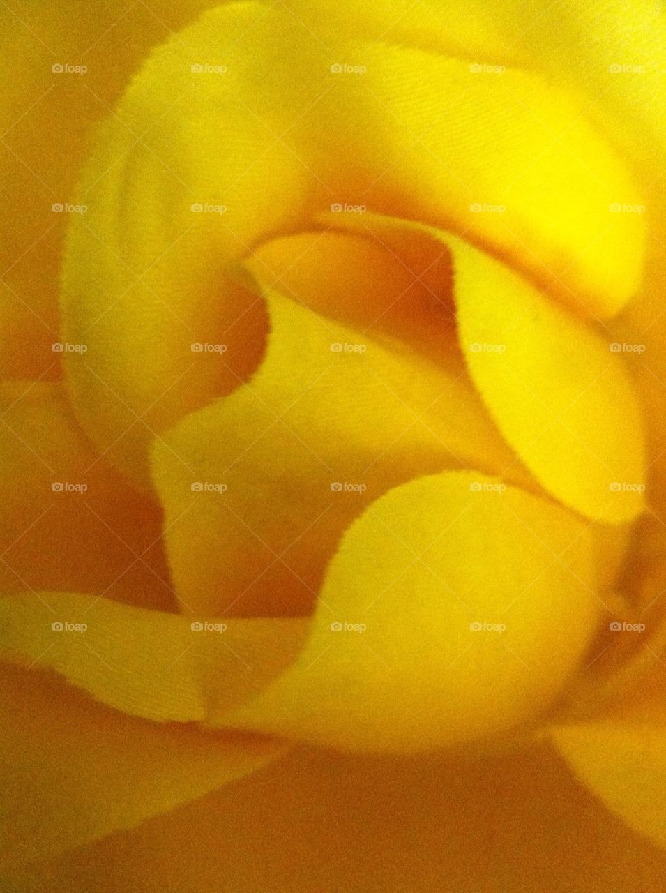 close up yellow rose by kentwc