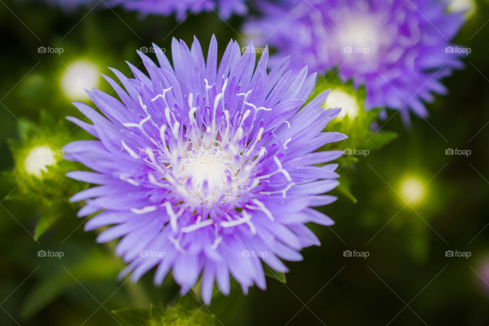 Purple Flower with White Center Macro