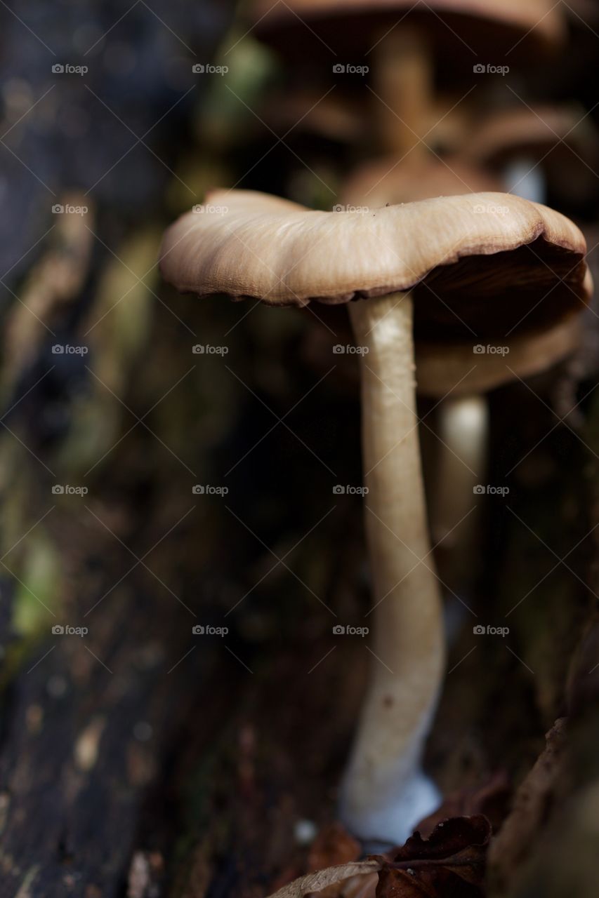 Wild mushroom growing on autumn forest