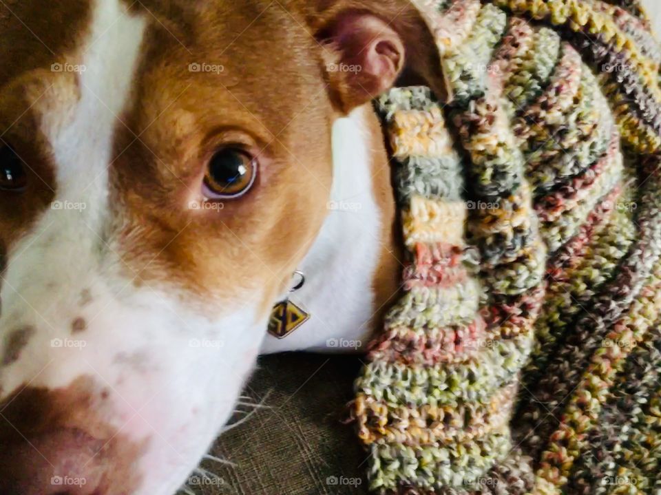 Beautiful rescue red nose pitbull with a crotchet blanket 