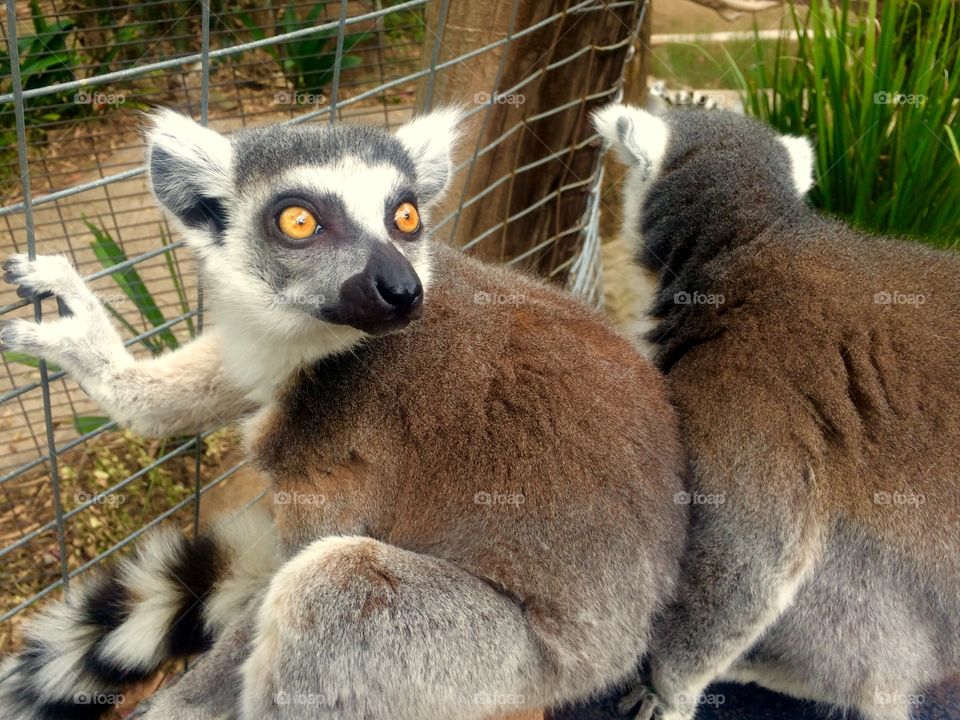 Ring-tailed lemurs
