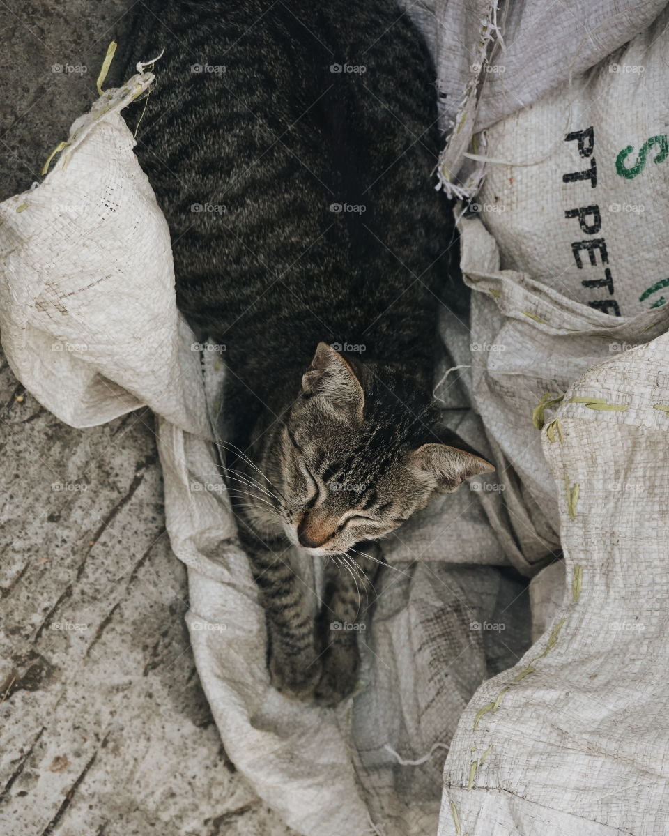 Lazy day. My mood be like this cat's.