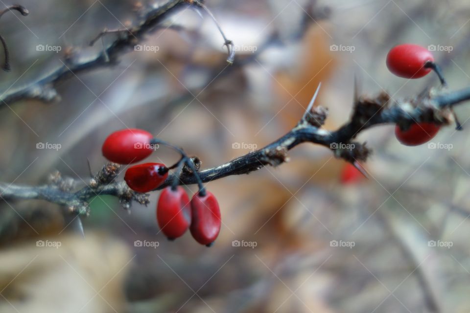~iKandiPhotography~ Berries & Thorns 