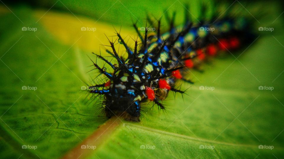 beautiful leaf caterpillar on the leaves