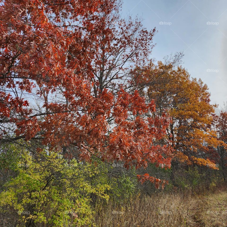 Colorful Oaks