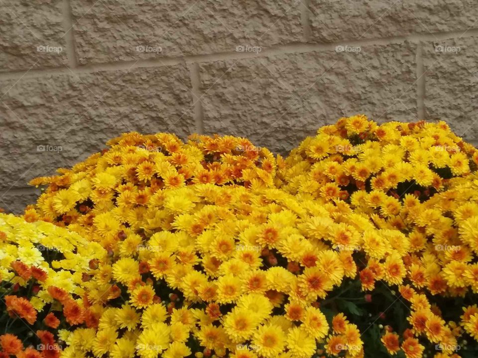 orange yellow mums fall flowers