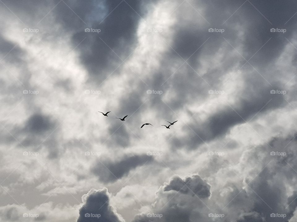 Sky, Flight, Airplane, Bird, No Person