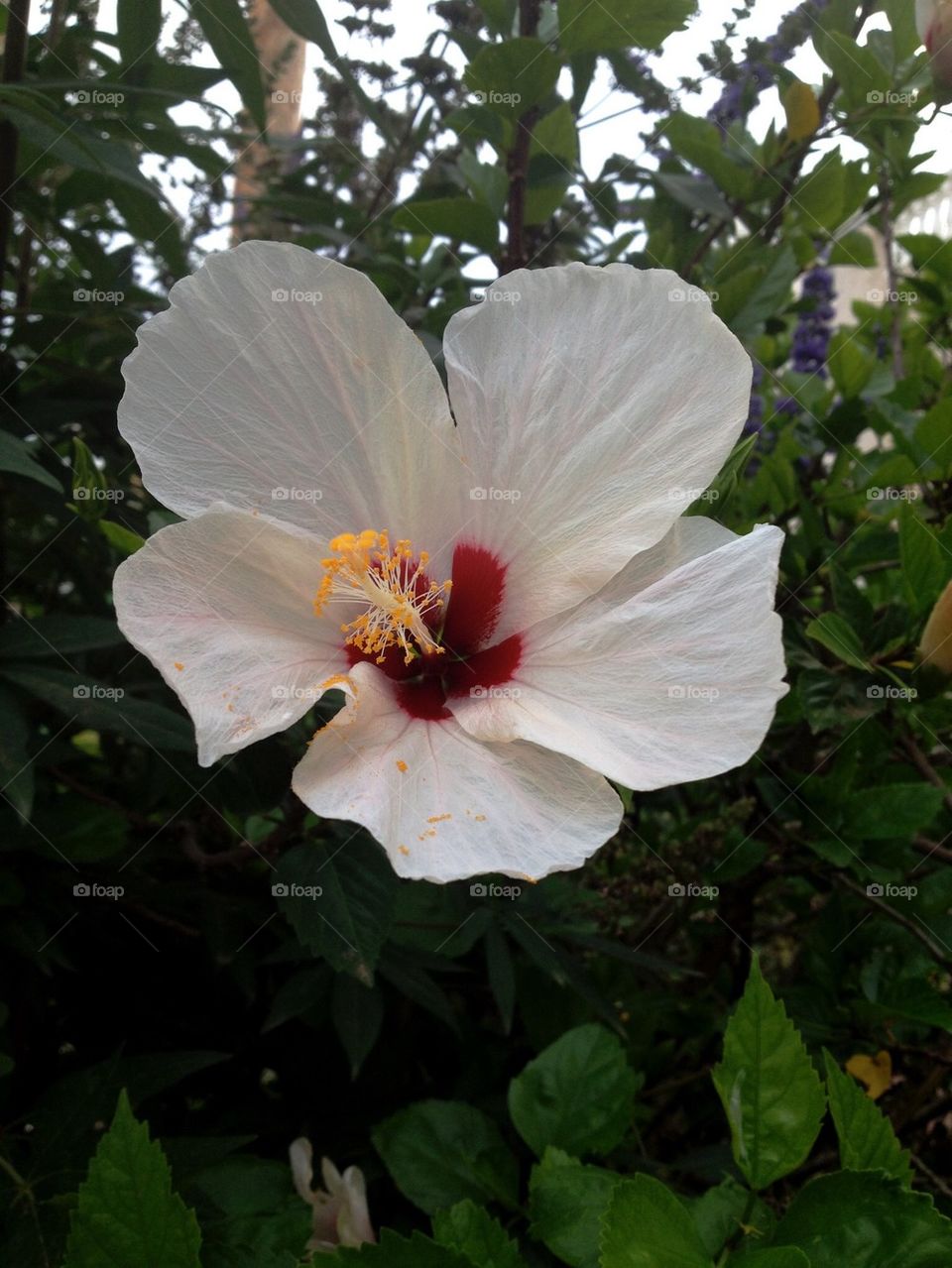 Hibiscus flower