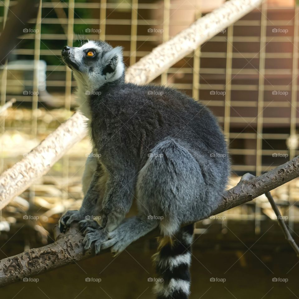 Lemur Love
