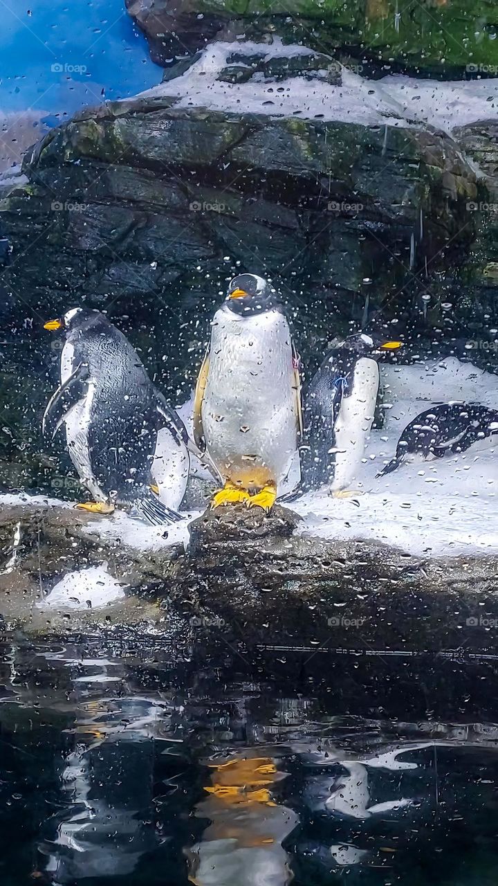 Penguins