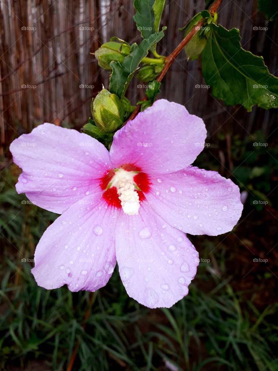 beautiful flower with a dew