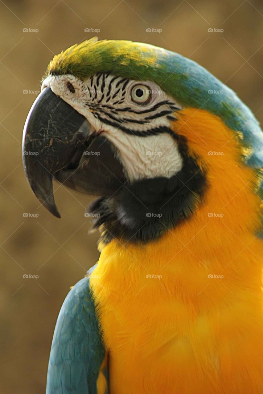 Macaw blue and gold