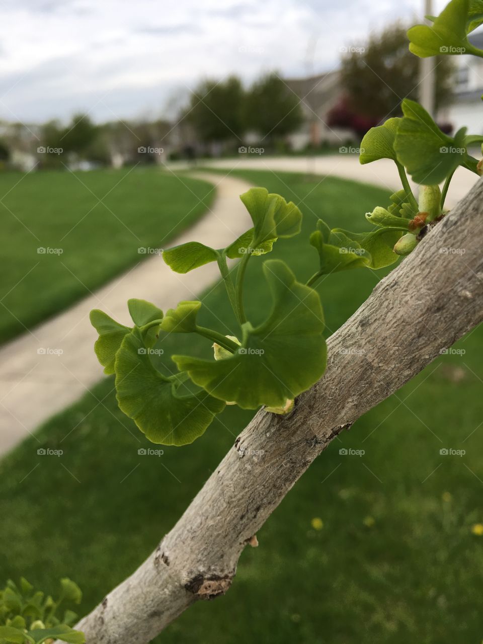 Young ginkgo leaves on a young ginkgo tree