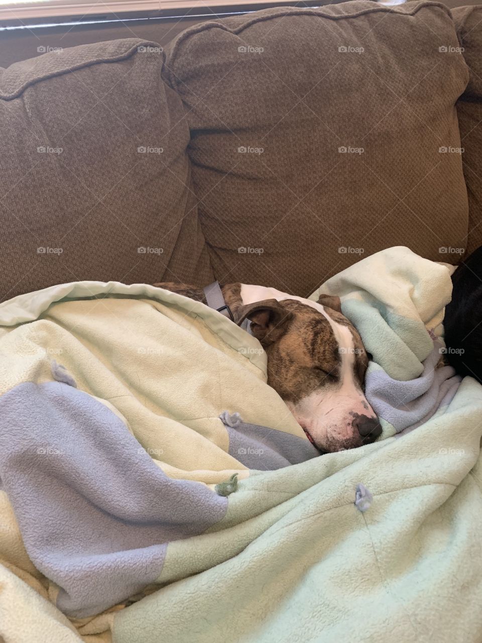 Brindle pit bull sleeping under a warm blanket. The dogs name is Pickles and he was a rescue from hurricane Harvey that was heart worm positive and had a staff infection. Our family decided to take him in and today he is heart worm and infection free