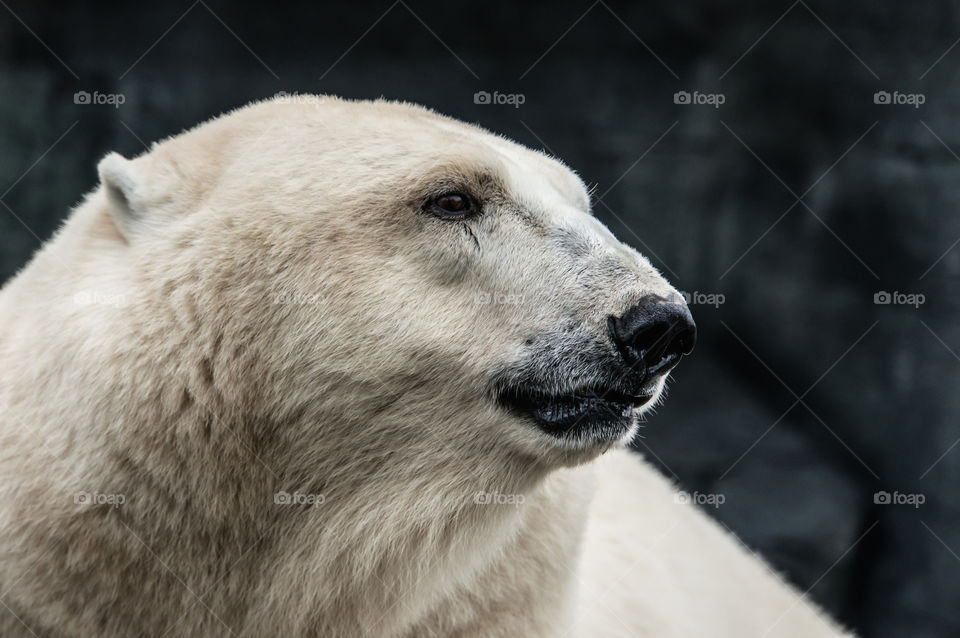 Close-up of a polar bear