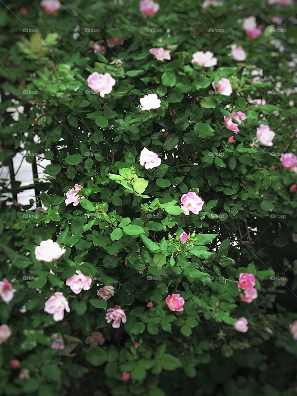 Pink Roses-Dewitt Clinton Park, Manhattan, New York City. Instagram,@PennyPeronto