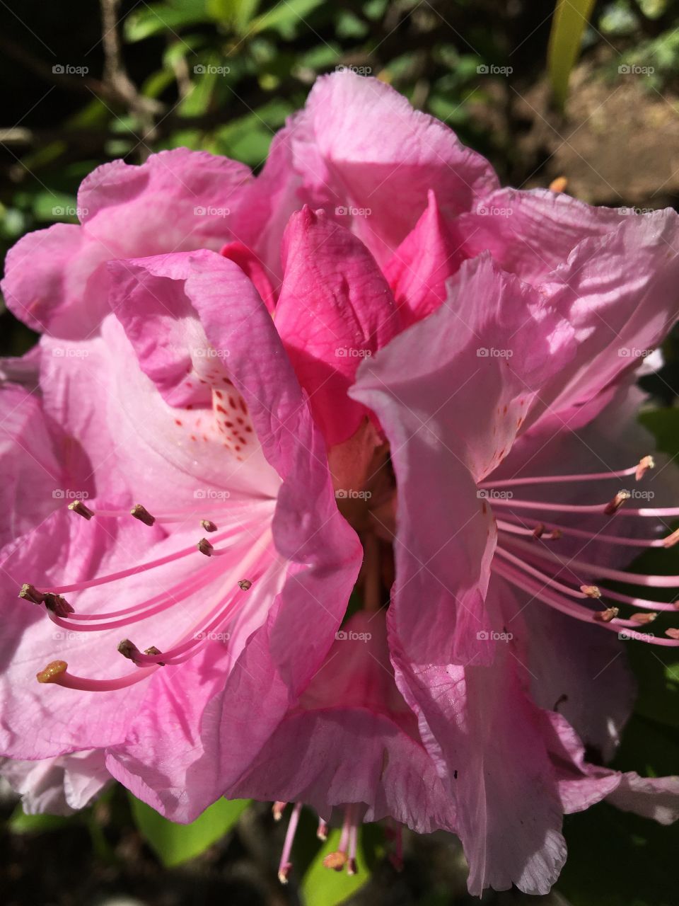 Close up of pink rhododendron 