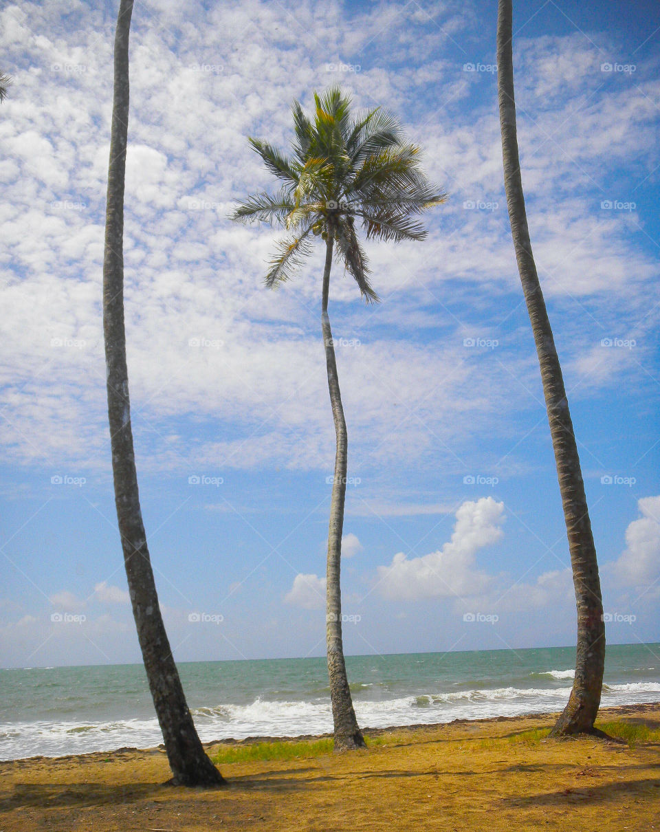 Palm tree in Puerto Rico 