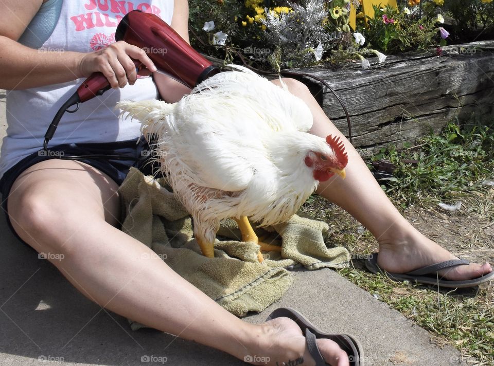 Styling a chicken with a bath and hair dryer