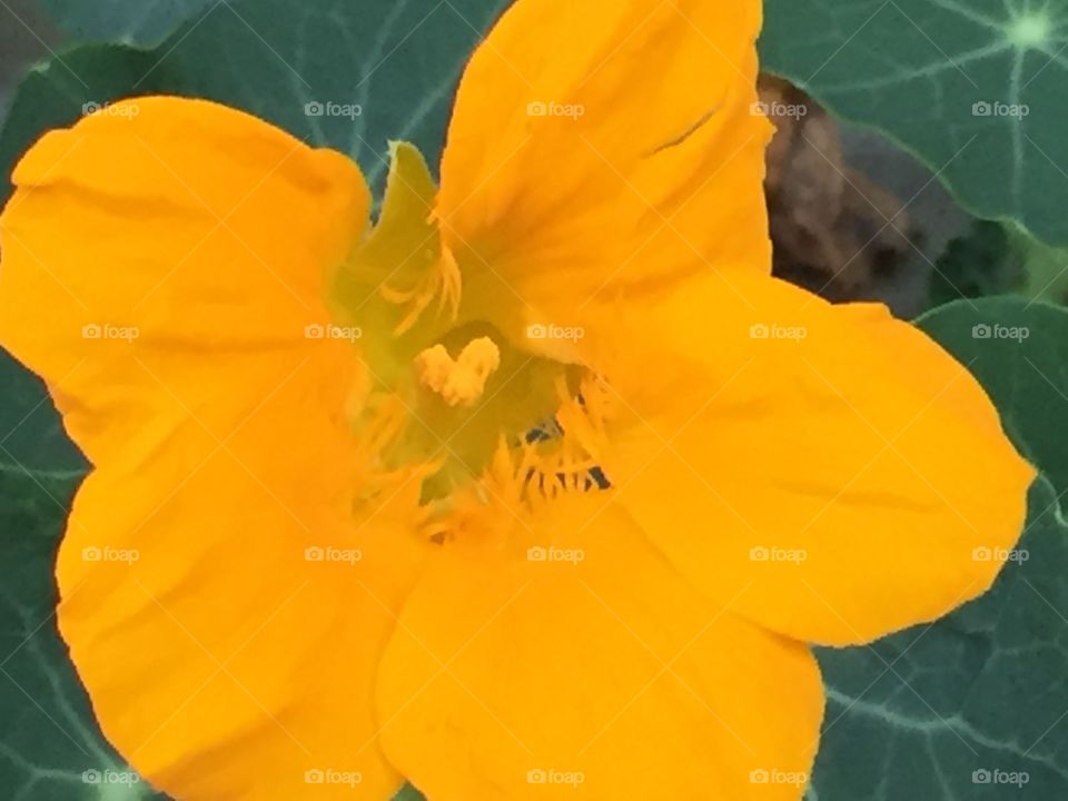 Yellow nasturtium 