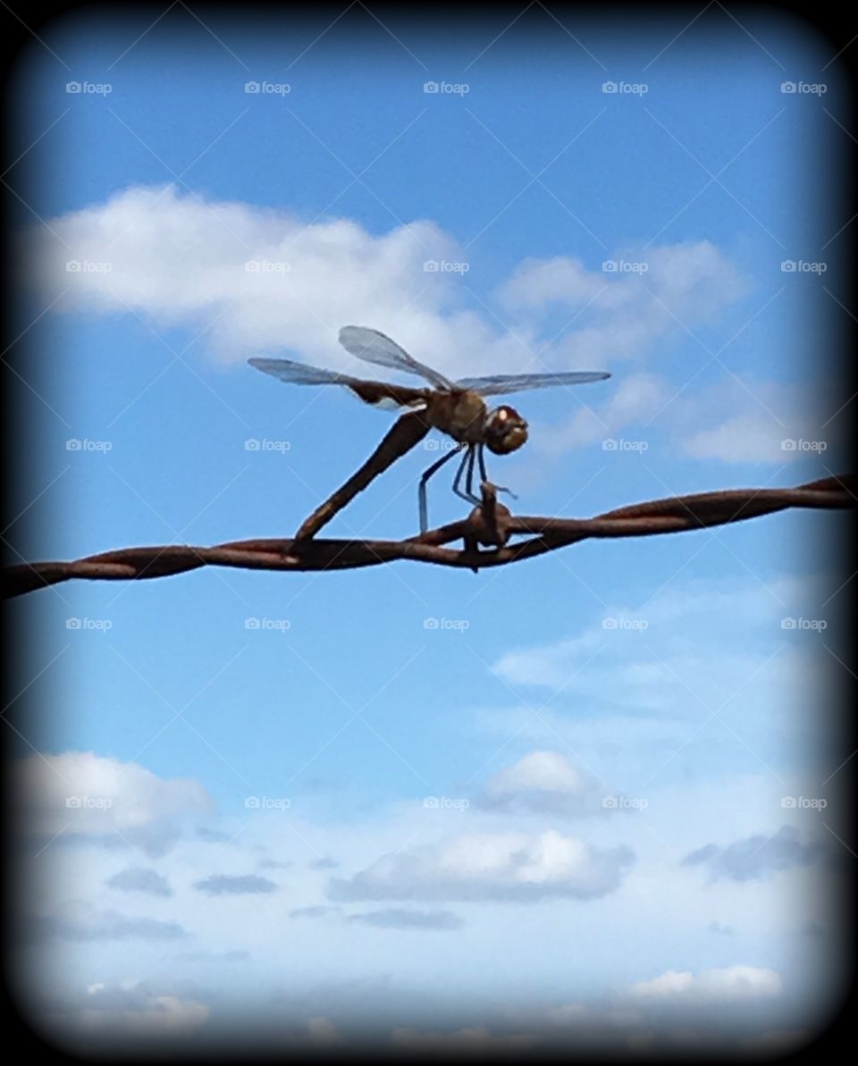 Hovering on the bar wire