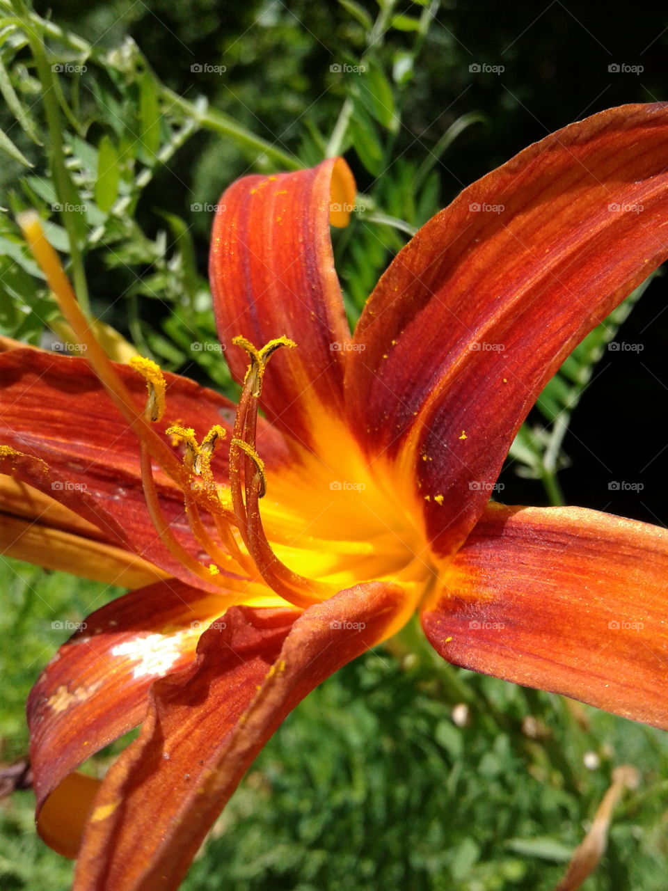 lilies close up