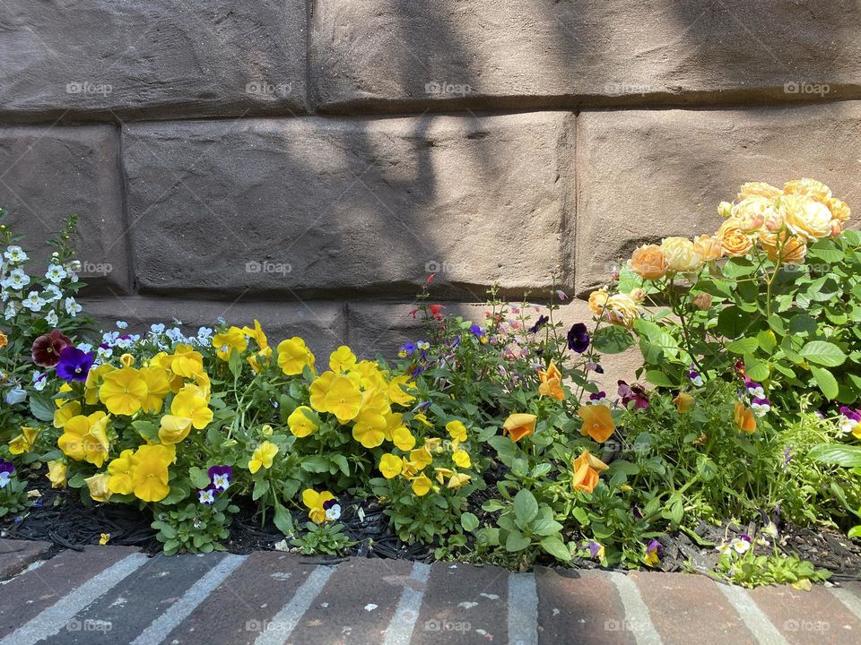 Yellow pansy and other flowers at spring in the garden.