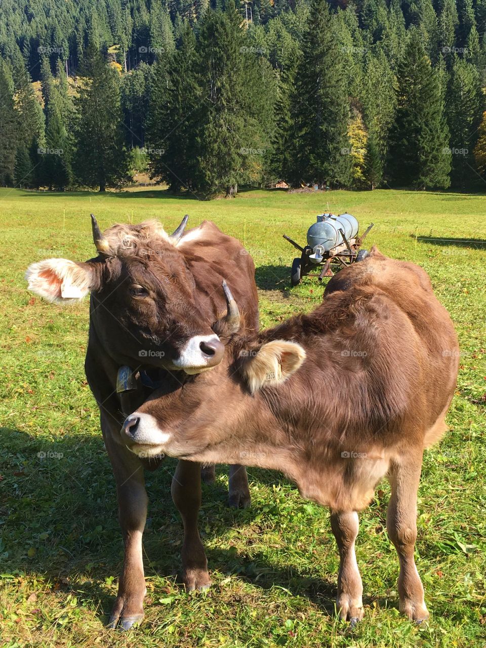 Cow 🐄 