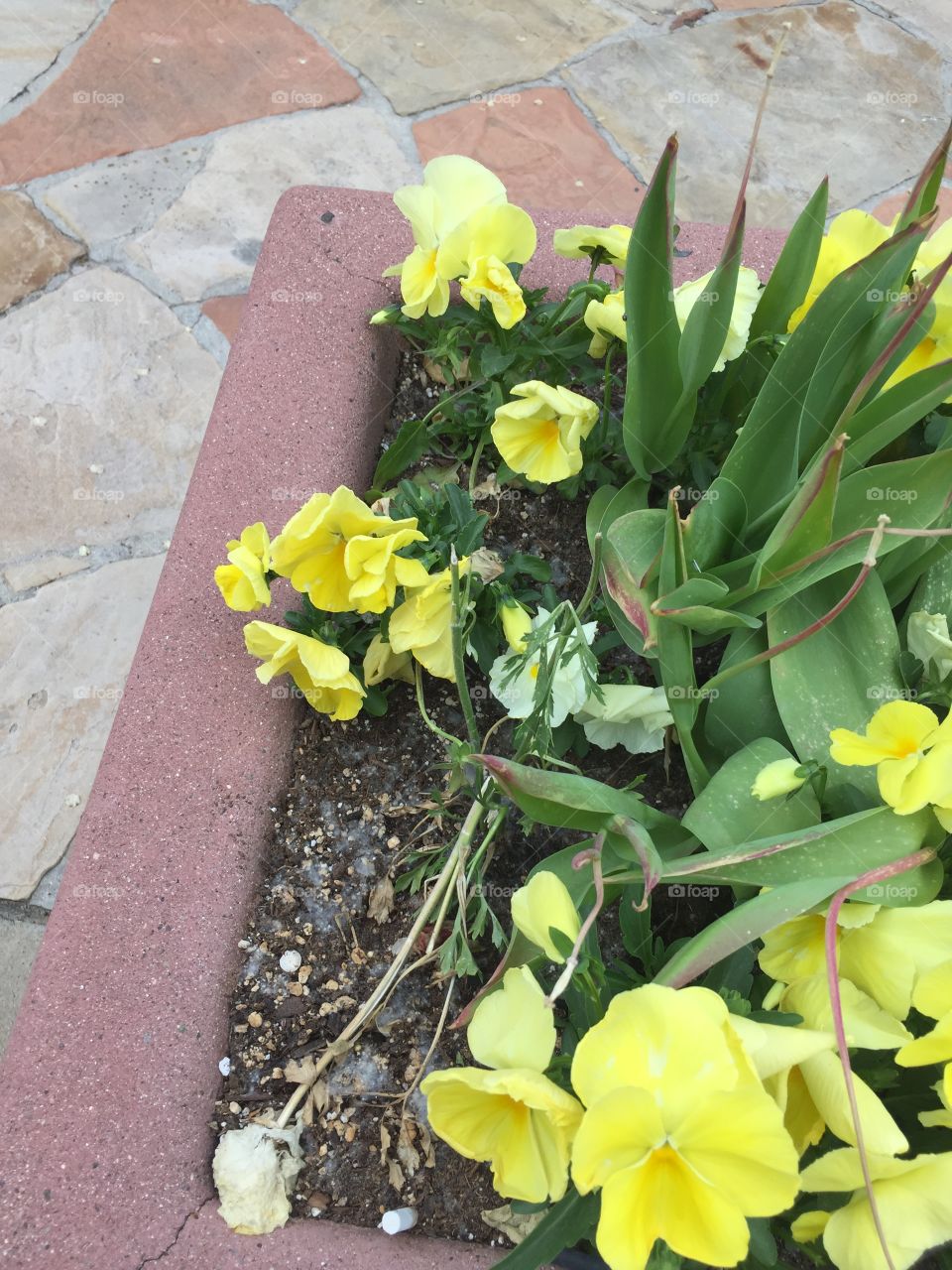 Yellow Potted Flowers. Fairy Quest. Pixie Home. Fairy Homes & Gardens. Pixie Hollow and Gardens. Gardner Village, in West Jordan, Utah. @chelseamerkleyphotos - Copyright © CM Photography. May 2019. 