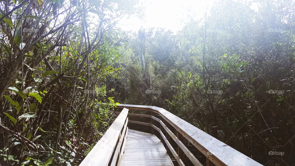 Forest path