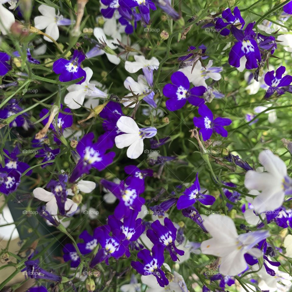 And this is my twin color purple and white phlox flowers... I love the colors in this one...