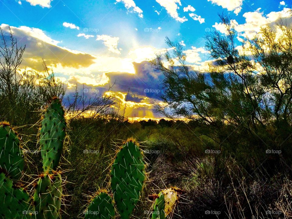 Sunset with cactus