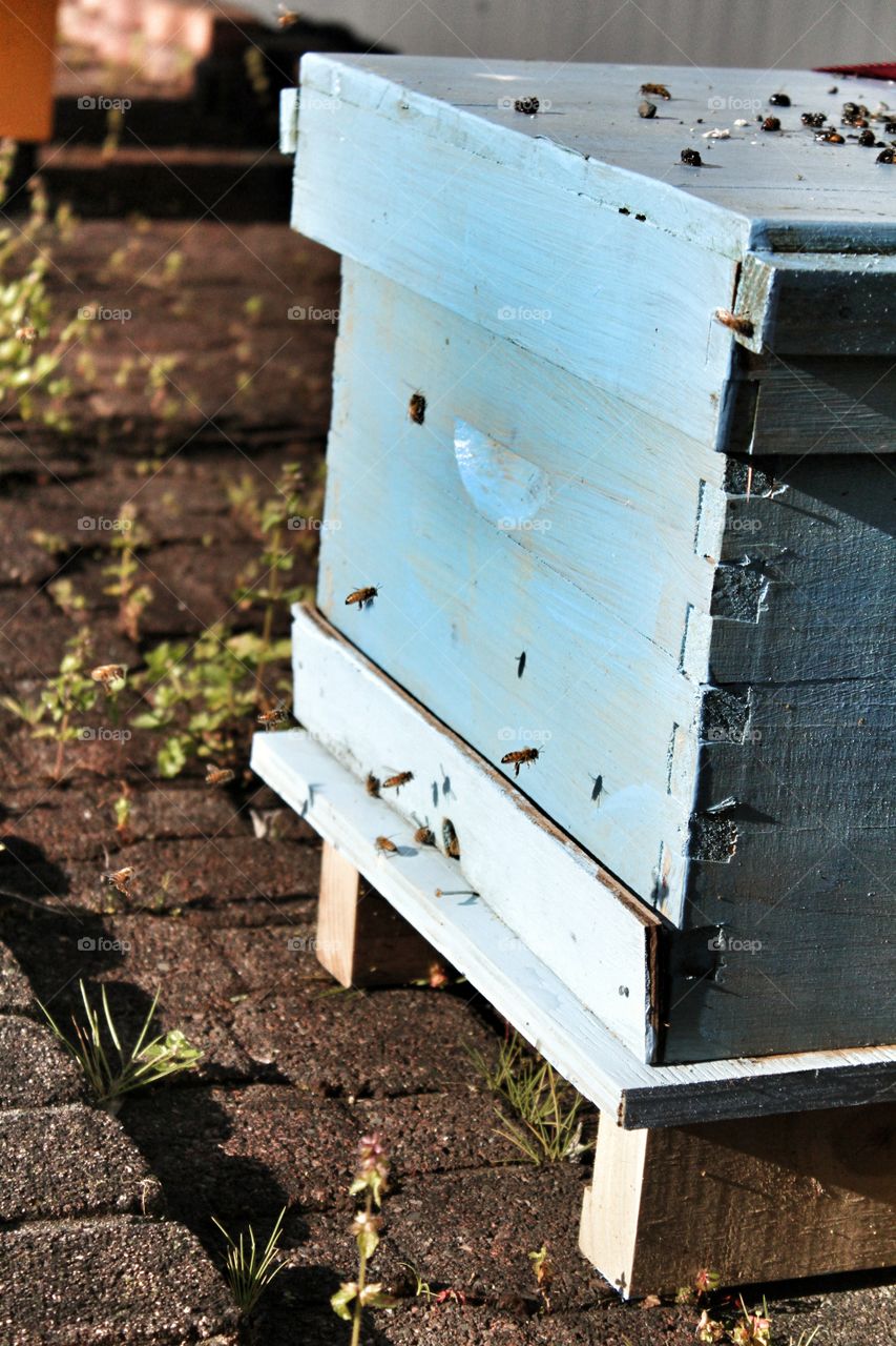 Blue Bee Hive