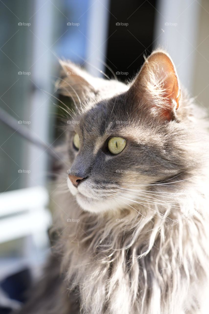 Grey Maincoon cat with green eyes in California 
