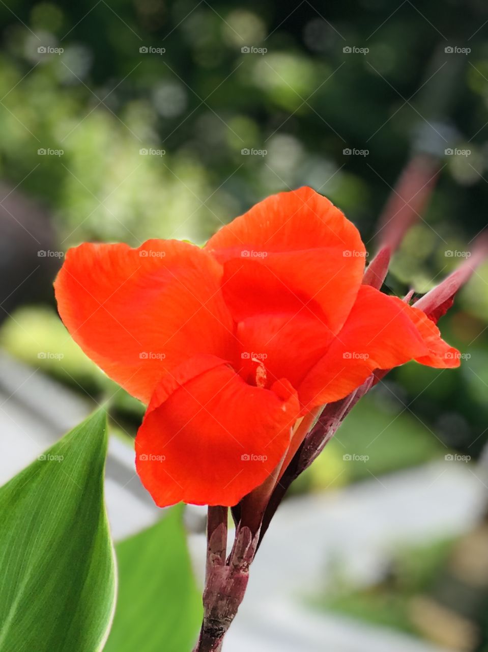 Red canna flower