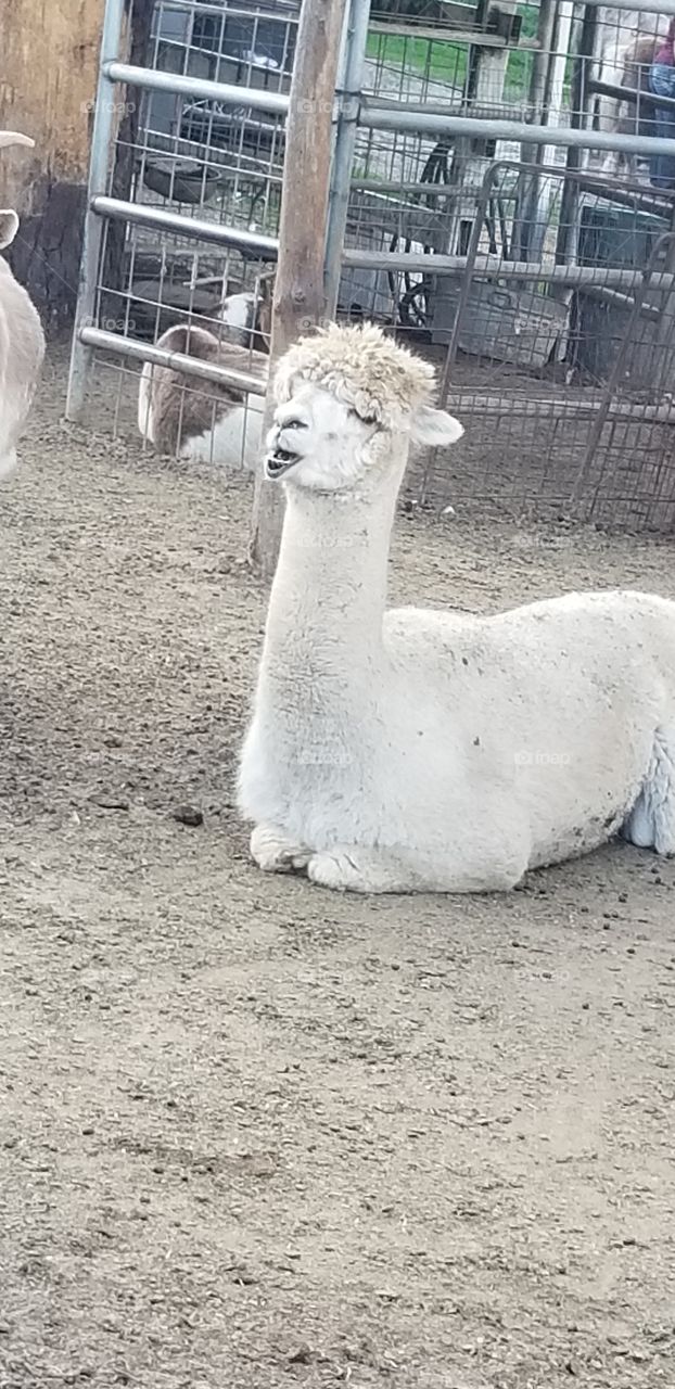 lazy Lama at the ranch