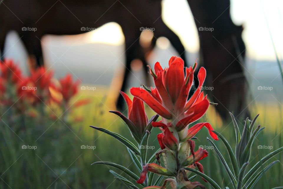 Indian paintbrush flower and horses at sunset. 